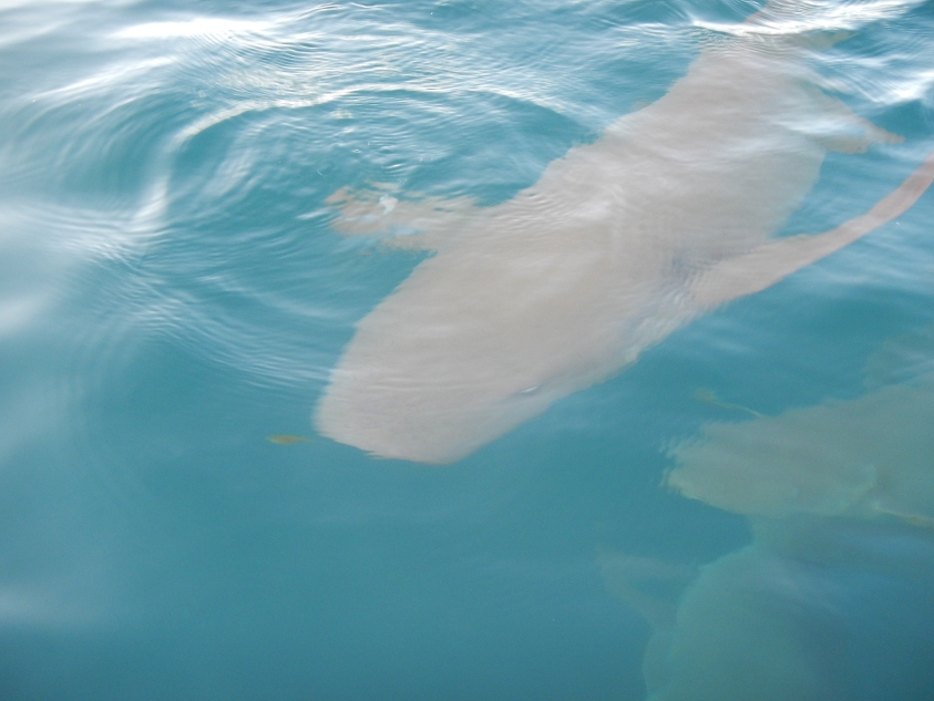 Shark that came right up to the catamaran